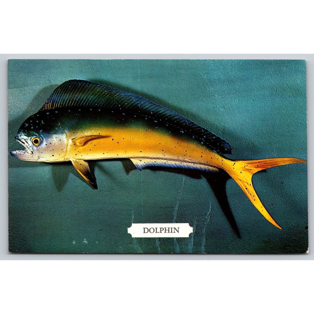 Postcard Florida Dolphin Warm Water Fish Changes Color Unposted c1960s Vintage